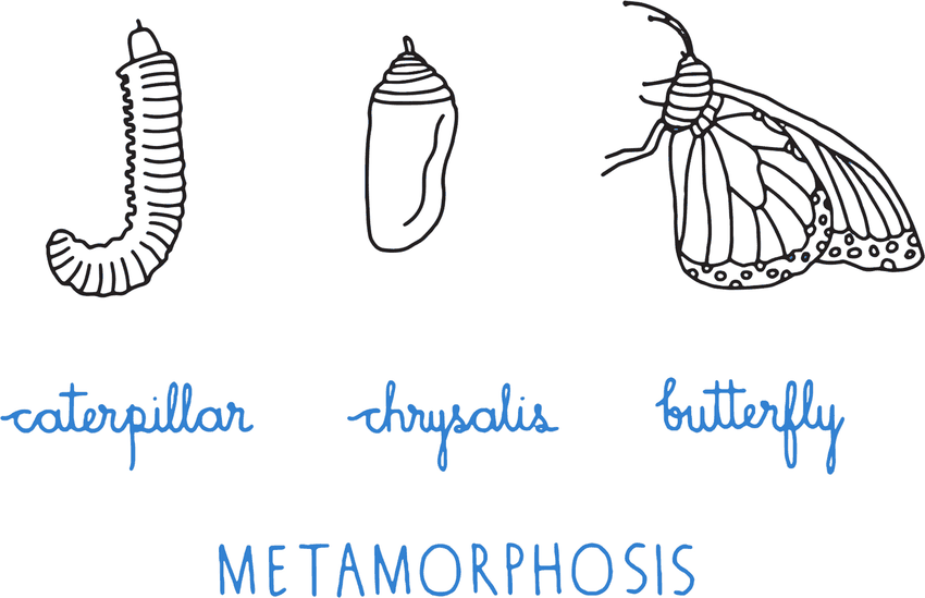 Ayse's illustration: caterpillar, chrysalis, butterfly